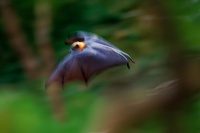 Kalon australsky - Pteropus poliocephalus - Gray-headed Flying Fox o1625